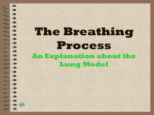 The Breathing Process An Explanation about the Lung Model