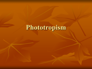 Phototropism - WordPress.com
