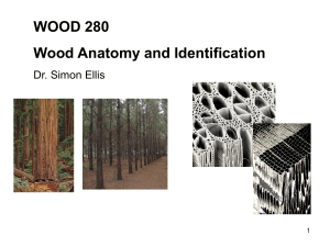 (1) Tree growth - Wood Anatomy and Identification