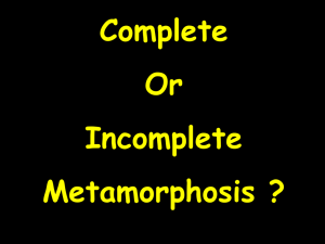 Complete or Incomplete Metamorphosis?