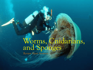 Worms, Cnidarians, and Sponges