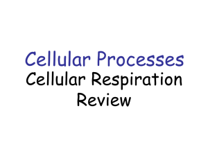 Slide Show-Cellular Respiration