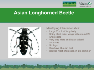 Asian Longhorned Beetle - Healthy Trees Healthy Cities