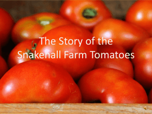 The story of the tomato