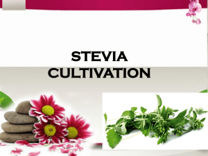 Stevia Cultivation - Organic Food and Health Products