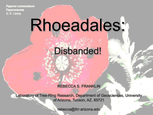 Rhoeadales: Disbanded! - Laboratory of Tree