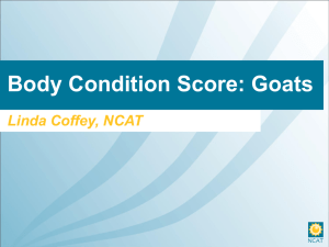 Body Condition score, goats