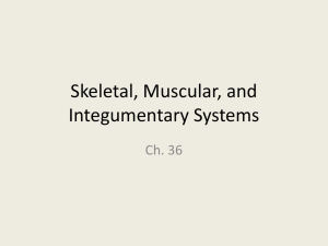 Skeletal, Muscular, and Integumentary Systems PPT