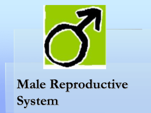 Male Reproduction Powerpoint Presentation