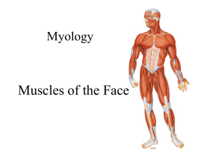 04 – Muscles of the Face