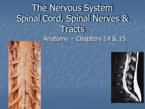 The Nervous System Spinal Cord & Spinal Nerves