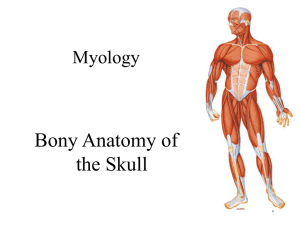 02 – Bony Anatomy of the Skull