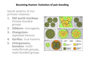 Becoming Human: Evolution of pair