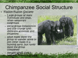 Chimpanzee Social Structure