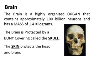 Notes: Brain Parts and Functions (ppt)