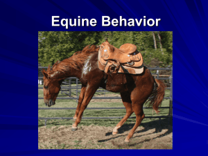 Equine Behavior-Psychology of Training