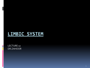 new LIMBIC SYSTEM