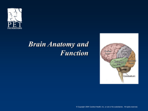 Brain Anatomy and Function - Nebraska Advanced Radiology