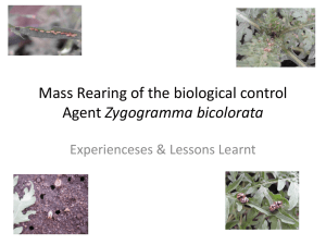 Mass Rearing of the biological control Agent Zygogramma