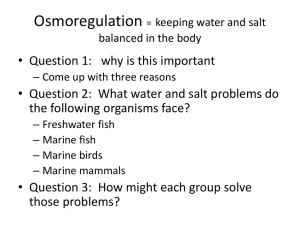 Osmoregulation = keeping water and salt balanced in the body