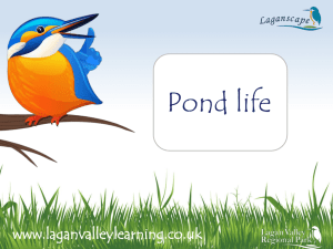 Ponds - Lagan Valley Learning