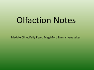 Olfaction Notes