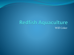 Redfish Aquaculture