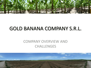 GOLD BANANA COMPANY S.R.L.