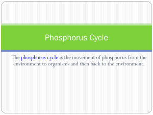 Phosphorus-Cycle