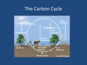 Carbon Cycle Power Point