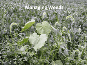 11 * Management options for weeds