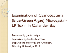 Examination of Cyanobacteria (Blue-Green Algae) Microcystin