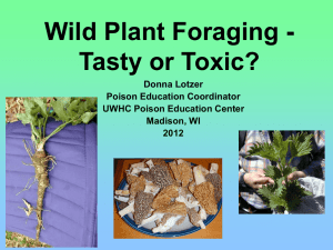 Wild Plant Foraging - Tasty or Toxic?