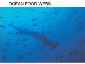 Chapter 14 Ocean Food Webs & Marine Pollution