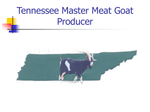 Master Cattle Producer