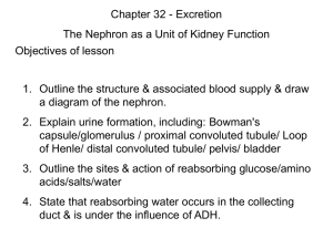Blood Supply to the Nephron