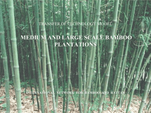 What is a medium or large scale bamboo plantation?