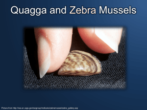Quagga and Zebra Mussels - The Sierra Institute for Community and