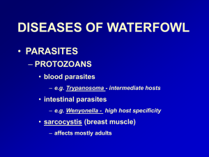 DISEASES OF WATERFOWL