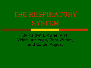 The Respiratory System final