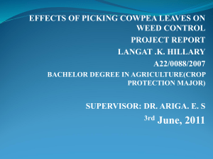 EFFECTS OF PICKING COWPEA LEAVES ON WEED CONTROL