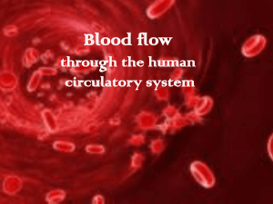 The Circulatory system