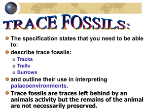 Trace Fossils - Geology Rocks