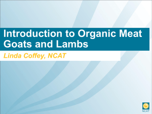 Introduction to Organic Meat Goats and Lambs