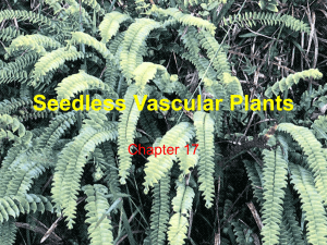 Chapter 17 Seedless Vascular Plants