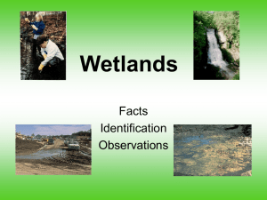 A Brief Presentation on Wetlands