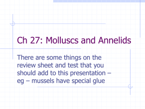Ch 27: Molluscs and Annelids