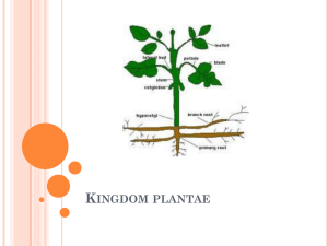 Kingdom plantae - KCPE-KCSE