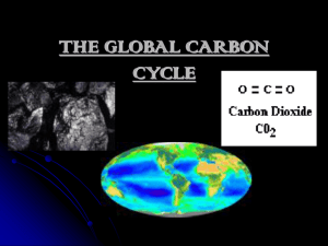 THE CARBON CYCLE?