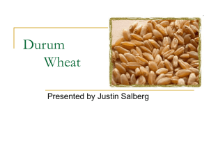 Durum Wheat - Facultypages.morris.umn.edu